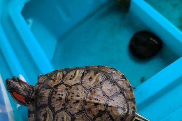 熟门熟路是什么生肖(熟门熟路指的是) 熟门熟路是什么生肖(熟门熟路指的是)