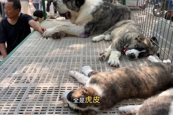 虎背熊腰指什么生肖(虎背熊腰是什么生肖) 虎背熊腰指什么生肖(虎背熊腰是什么生肖)