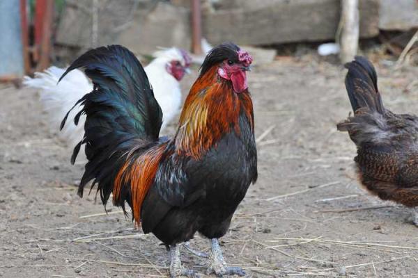 太岁动土如何化解 太岁动土如何化解