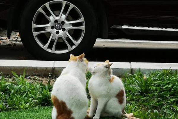捕风捉影的最佳生肖(捕风捉影的最佳生肖是) 捕风捉影的最佳生肖(捕风捉影的最佳生肖是)