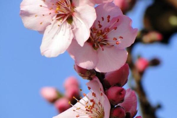 一轮红日打一个生肖(一轮红日打一生肖动物和数字号码)