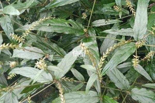 跌打损伤是什么生肖(跌打损伤是什么生肖呢图片) 跌打损伤是什么生肖(跌打损伤是什么生肖呢图片)