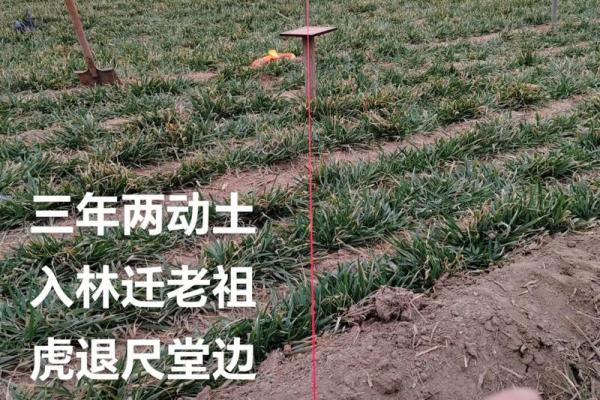 2月动土 2月动土