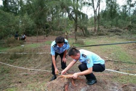 顺藤摸瓜是什么生肖(顺藤摸瓜是指什么生肖)