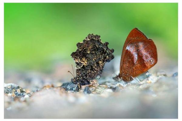 过眼云烟打一个生肖(过眼云烟猜一肖) 过眼云烟打一个生肖(过眼云烟猜一肖)