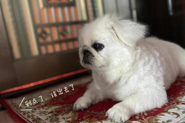 望穿秋水猜一生肖(望穿秋水打一生肖动物) 望穿秋水猜一生肖(望穿秋水打一生肖动物)