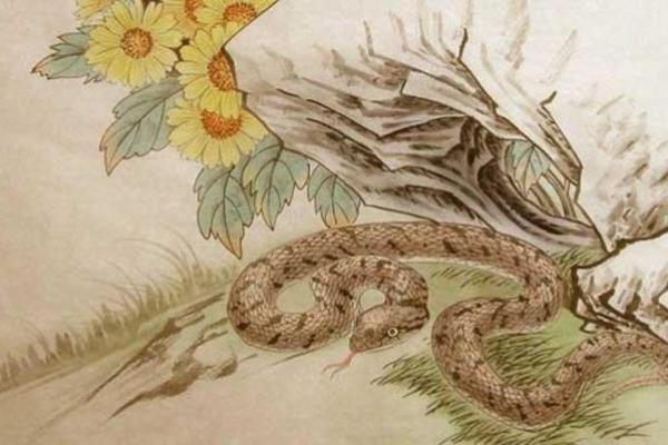 1977年属蛇最佳婚配月份农历五月与九月良缘揭晓