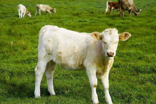 恸哭流涕指什么生肖(恸哭流涕指什么生肖和动物) 恸哭流涕指什么生肖(恸哭流涕指什么生肖和动物)