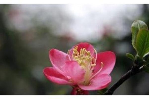 1978属马桃花运在几月_1978年属马人桃花运最佳月份农历五月姻缘旺盛 1978属马桃花运在几月_1978年属马人桃花运最佳月份农历五月姻缘旺盛