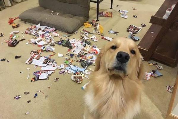 做贼心虚是什么生肖(做贼心虚指什么生肖) 做贼心虚是什么生肖(做贼心虚指什么生肖)