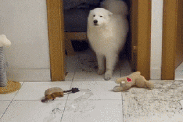 做贼心虚是什么生肖(做贼心虚指什么生肖) 做贼心虚是什么生肖(做贼心虚指什么生肖)