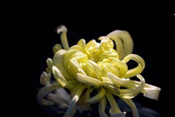 九九重阳打一生肖(九九重阳打一生肖是什么动物) 九九重阳打一生肖(九九重阳打一生肖是什么动物)