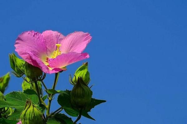 生肖本命带绿花是指什么生肖(生肖本命带绿花是指什么生肖) 生肖本命带绿花是指什么生肖(生肖本命带绿花是指什么生肖)