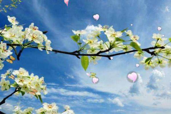 生肖本命带绿花是指什么生肖(生肖本命带绿花是指什么生肖) 生肖本命带绿花是指什么生肖(生肖本命带绿花是指什么生肖)