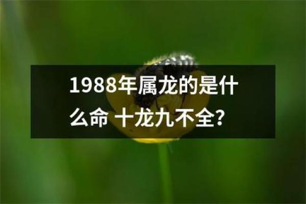 1988年属龙人农历五月幸运数字揭晓 1988年属龙人农历五月幸运数字揭晓