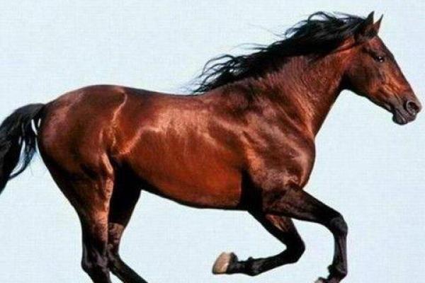 02年属马的2024年运势和财运怎么样_02年属马2021年运势及运程每月运程