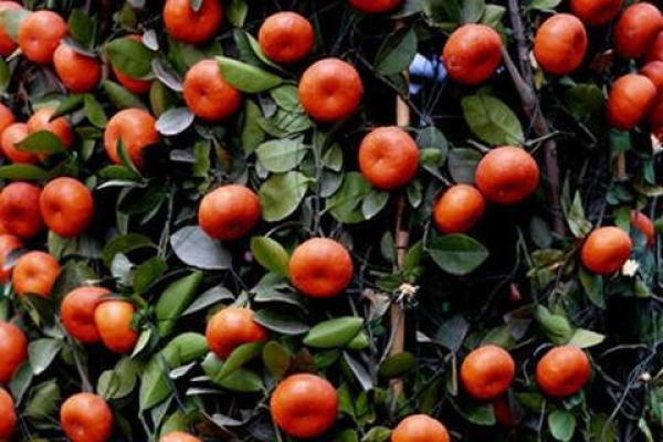 绿树红果丰收期是什么生肖(绿树红果丰收是什么生肖) 绿树红果丰收期是什么生肖(绿树红果丰收是什么生肖)