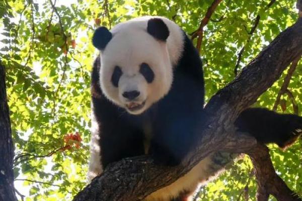 如履平地是什么生肖(如履平地是什么生肖动物) 如履平地是什么生肖(如履平地是什么生肖动物)