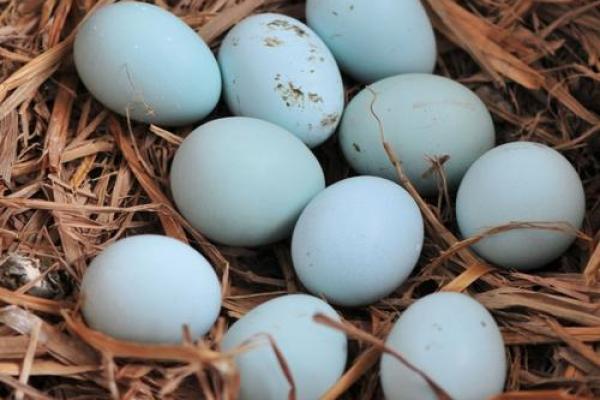 出生蛋壳体虽轻是什么生肖(蛋壳新生) 出生蛋壳体虽轻是什么生肖(蛋壳新生)