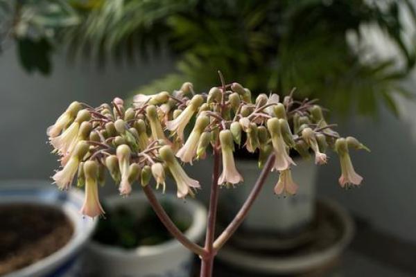 落地生根代表什么生肖(落地生根是什么生肖啊) 落地生根代表什么生肖(落地生根是什么生肖啊)