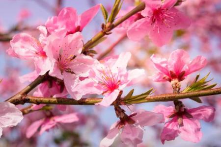 人面桃花什么生肖(人面桃花什么生肖或数字)