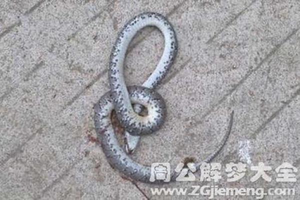 动土挖到蛇好不好