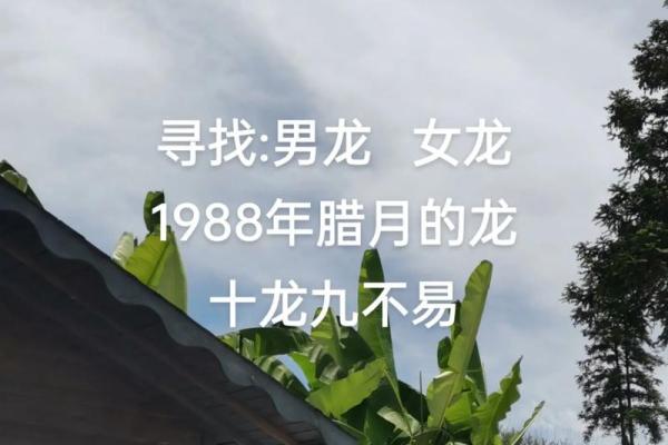 属龙的今年多大了1988年出生的 1988年属龙人2023年12月年龄解析与运势指南