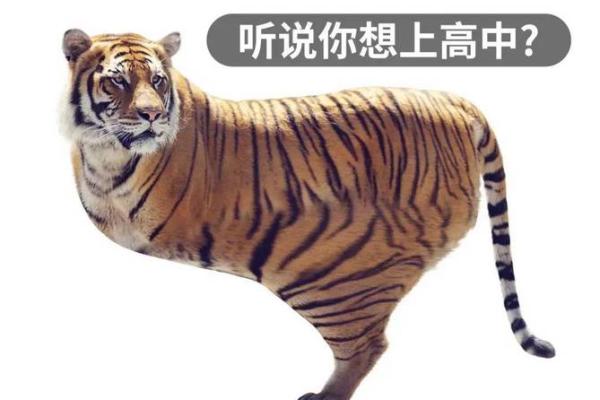 背上还有一个背腿边还有四条腿是什么生肖(背上还有一个背,脚边还有四只脚猜一物)