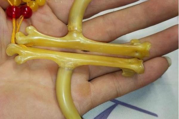 炙手可热是什么生肖(炙手可热是什么生肖最佳动物)