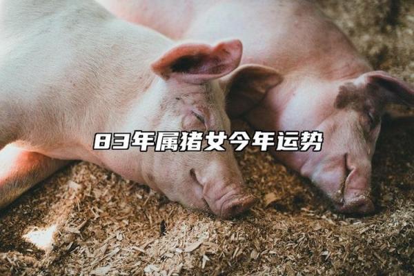1983年出生属猪人的命运_1983年属猪一生的命运