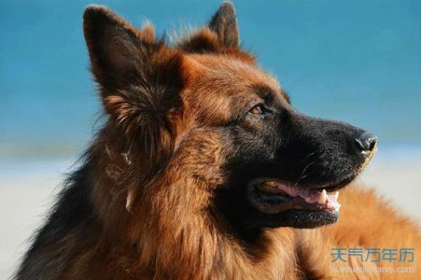 1982年狗五行属什么命_1982年狗五行属什么命缺什么 1982年狗五行属什么命_1982年狗五行属什么命缺什么