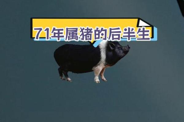 71年属猪今年几岁_71年属猪人54岁最难熬