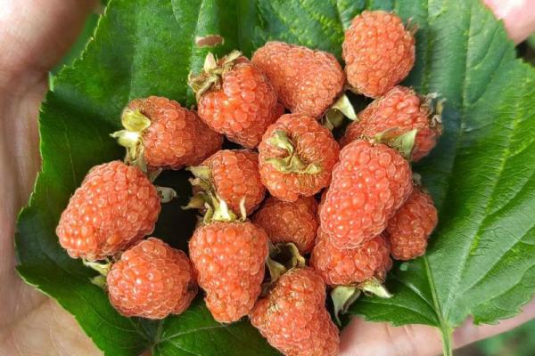 漫山遍野是什么生肖(漫山遍野是什么生肖地动山摇的动物) 漫山遍野是什么生肖(漫山遍野是什么生肖地动山摇的动物)