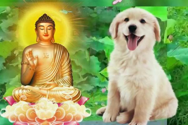 2006年属狗一生学业方向 2006年属狗命缺什么