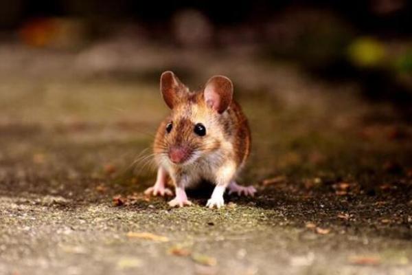 胆小怕事是指什么生肖(胆小怕事的指什么生肖) 胆小怕事是指什么生肖(胆小怕事的指什么生肖)