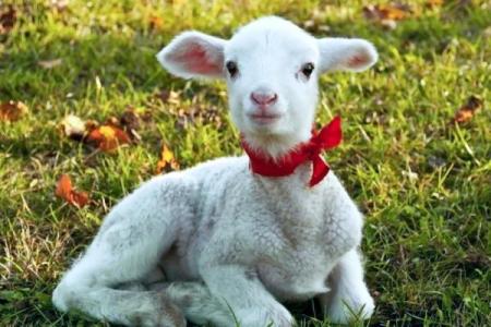 风调雨顺打一生肖(风调雨顺打一生肖准确答案是什么)