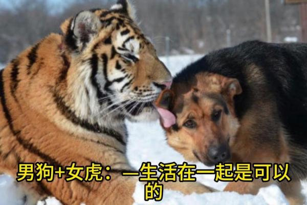 属狗2006年男孩什么命 2006属狗几岁遇真爱