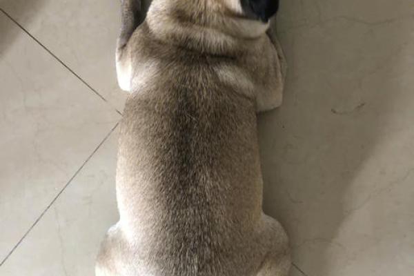 摇头摆尾的动物是什么生肖(摇头摆尾的动物是什么生肖呢)