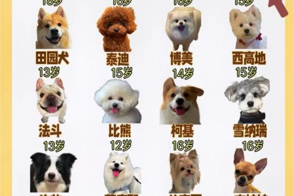 70年属狗二次婚姻在几岁 70年属狗二次婚姻最佳年龄解析