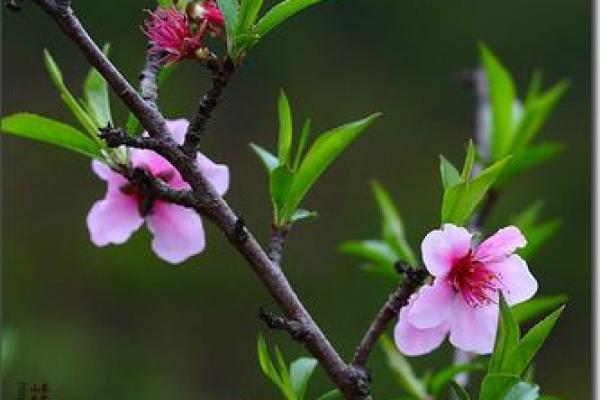 桃花初开打一生肖