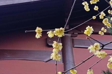 暗香浮动打一生肖