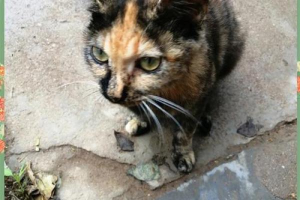 油腔滑调是什么生肖(油腔滑调是什么生肖猪)