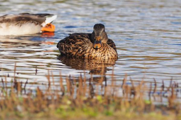 功一美二是什么生肖(公作美解一肖动物)