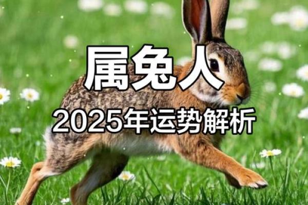 1975年属兔女2025年运势详解全年运程大揭秘 1975年属兔女2025年运势详解全年运程大揭秘