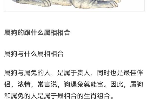 1994年属狗的最佳配偶_1993年属鸡的最佳配偶 1994年属狗的最佳配偶_1993年属鸡的最佳配偶