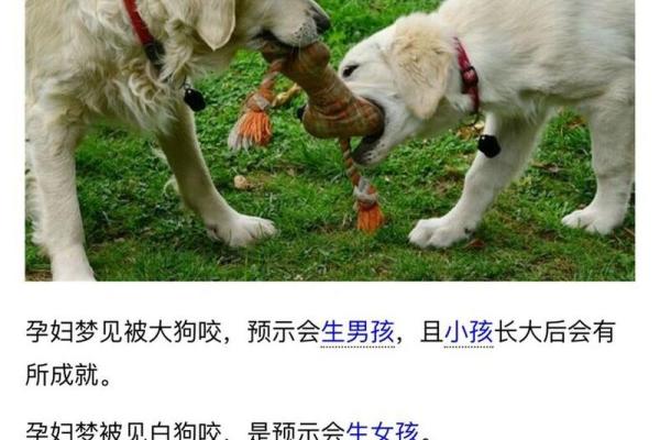 女人梦见狗咬手是什么预兆 女人梦见狗咬手是什么预兆