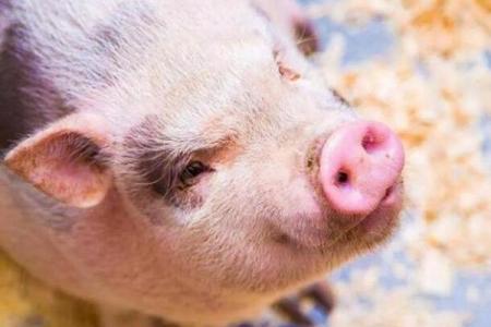 1995年属猪多大_95年的属猪的多大