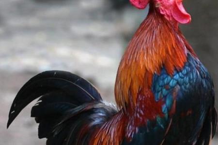 2025年属鸡幸运颜色揭秘93年出生必看