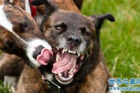 梦见狗咬我是什么意思