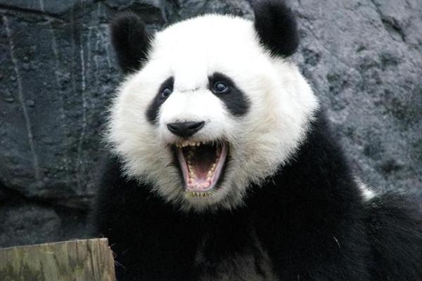 风华正茂打一生肖是什么动物